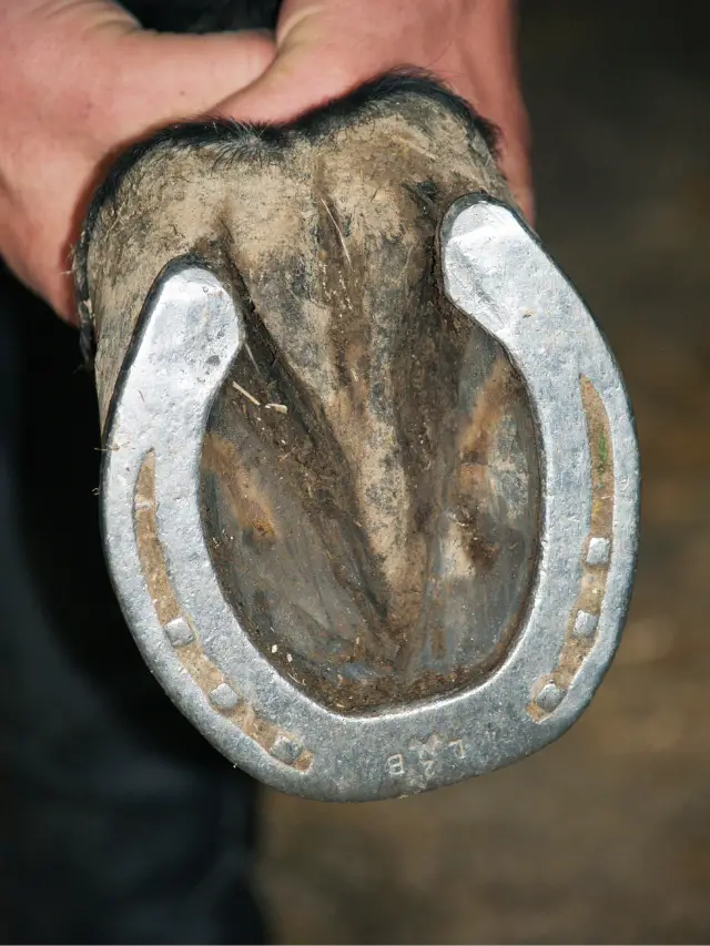Understanding a Degloved Horse Hoof (Without Cap)