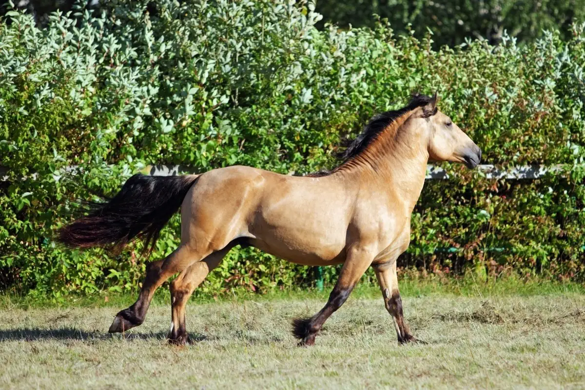 What Is A Gaited Horse