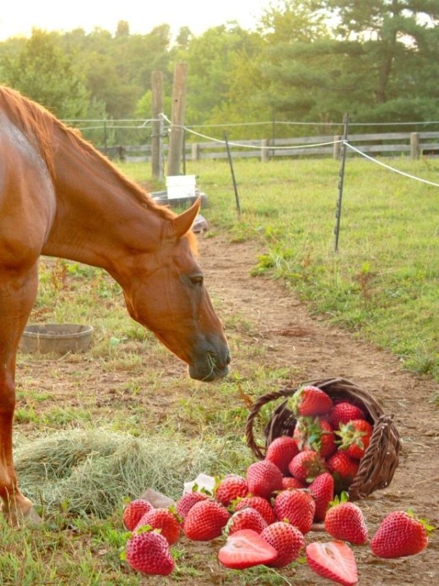 Can Horses Have Strawberries?