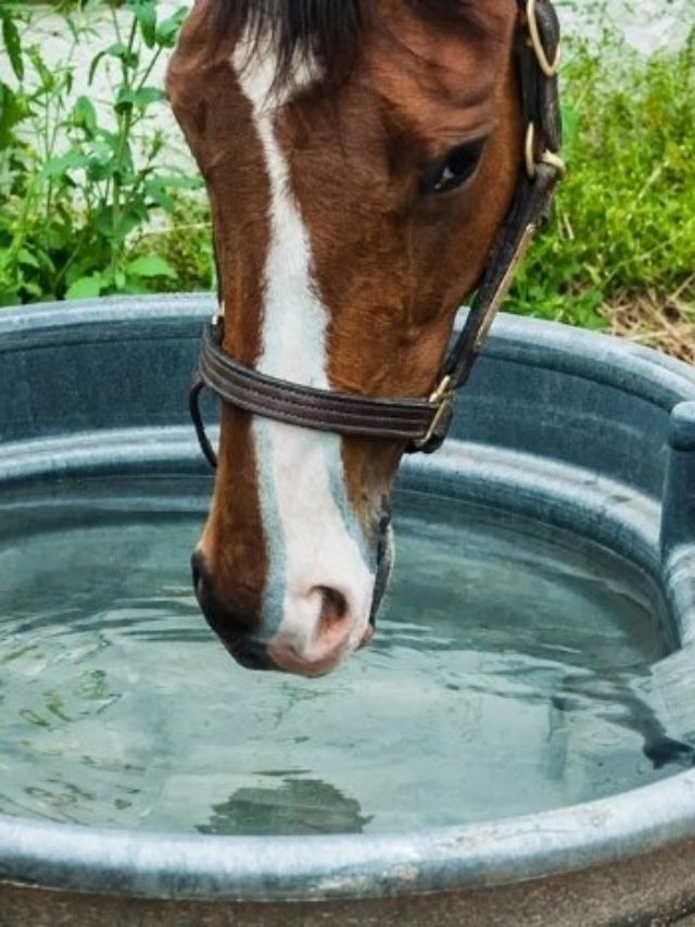 How Much Water Can A Horse Drink In A Day? - Best Horse Rider