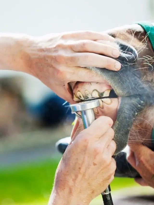 What Does It Mean To Float A Horse’s Teeth?