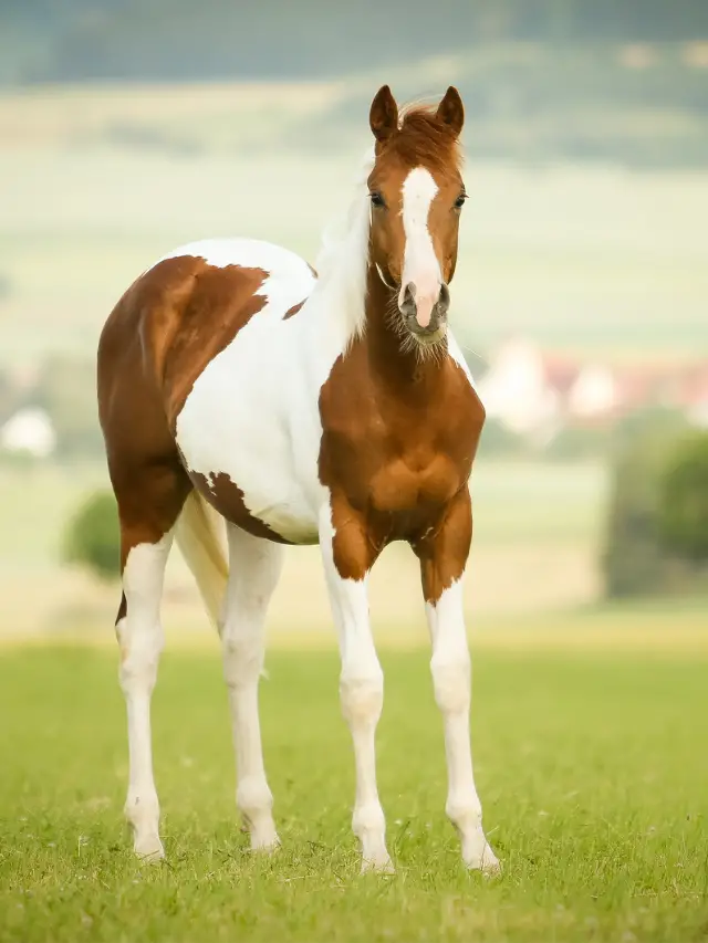 Pinto vs Paint Horse – What’s the Difference?