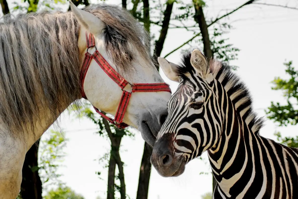 Can Zebras And Horses Mate