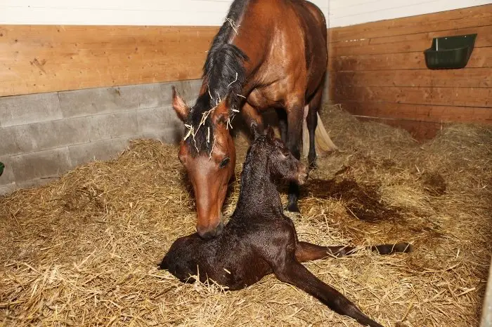 Horse Giving Birth