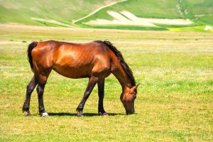 How Much Pasture Per Horse