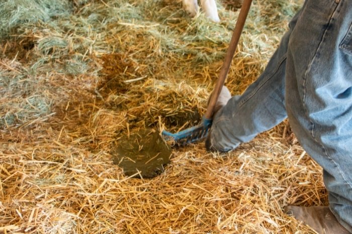 How To Stop Your Horse Getting Worms