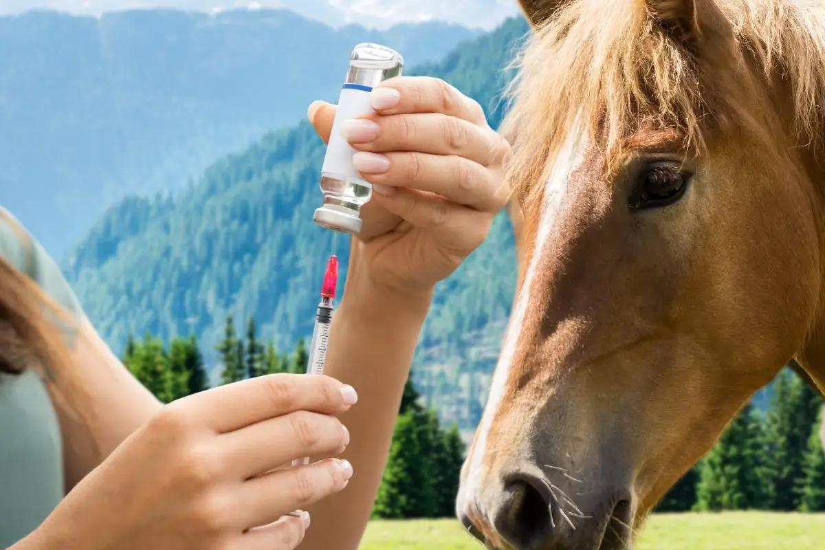 Introducing The 4 Way Horse Vaccine