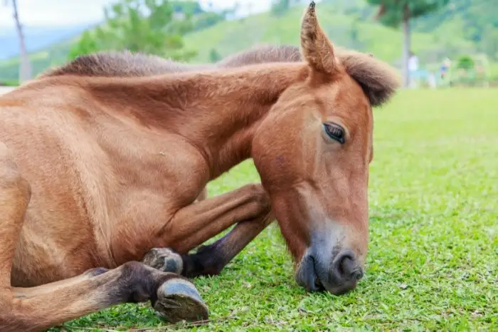 Is A Horse Sick If It Lays Down