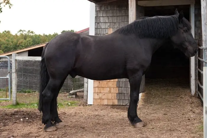 Percheron Horses Vs Clydesdale – Which Is Better