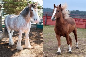 Percheron Vs Clydesdale Size – Which Is Bigger
