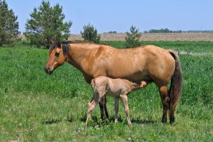 Amazing Horse Birth Facts!