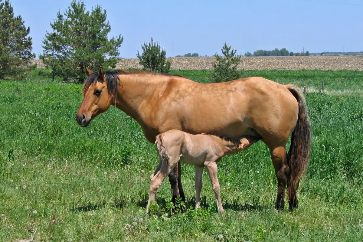 Amazing Horse Birth Facts!
