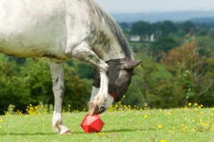 Amazing Toys For Horses To Play With!