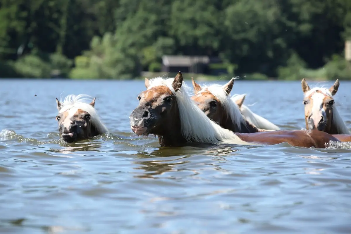 can horses swim