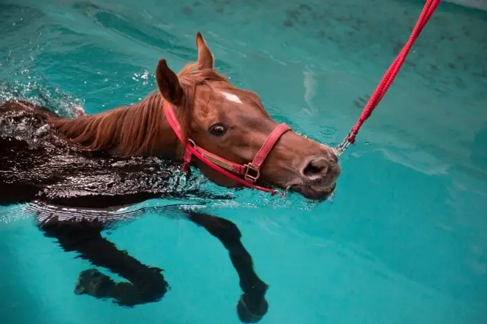 Les chevaux peuvent-ils nager