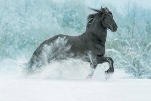 Exotic Horse Breeds - Top 8 Amazing Horses!