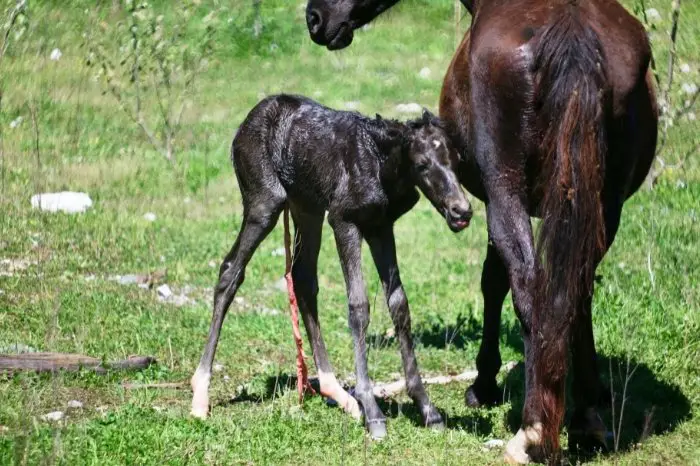 Horse Birth Facts