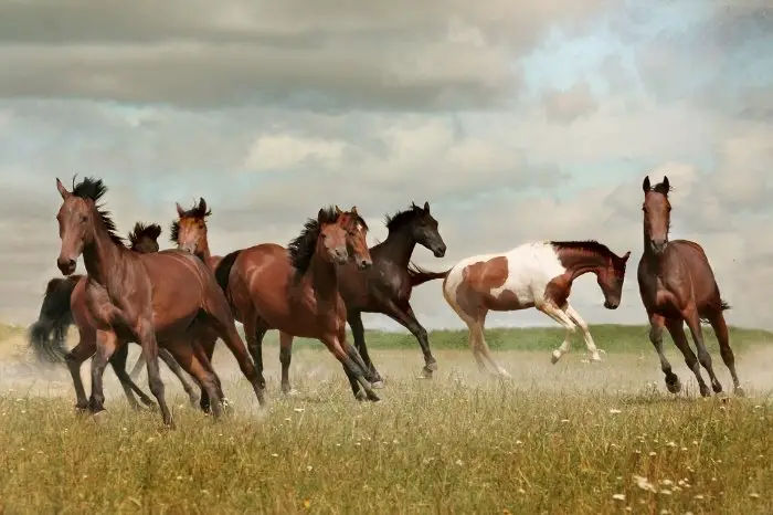 How Does Mustang Horse Speed Compare To Other Horse Breeds