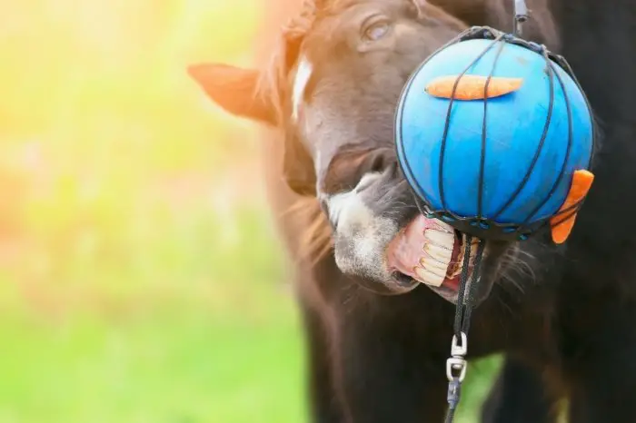 How To Make Horse Treat Toys
