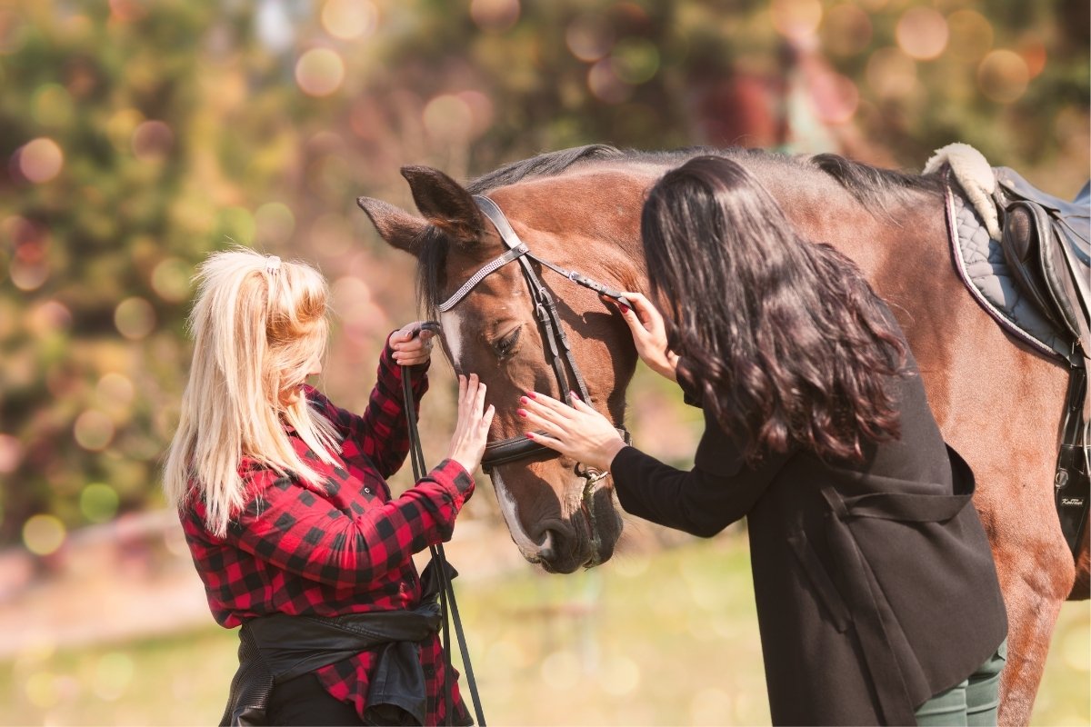 How To Tell If Your Horse Likes You