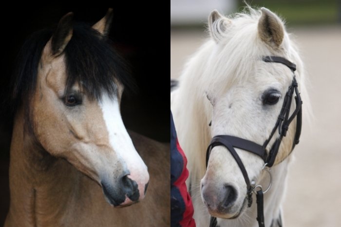 Is Horse Intelligence Linked To Brain Size