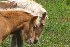Miniature Horses Mating - Amazing Facts Explained!