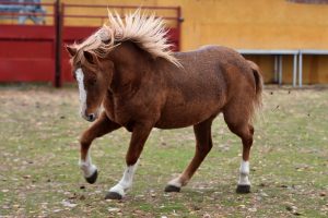 Percheron Horse Facts Revealed!