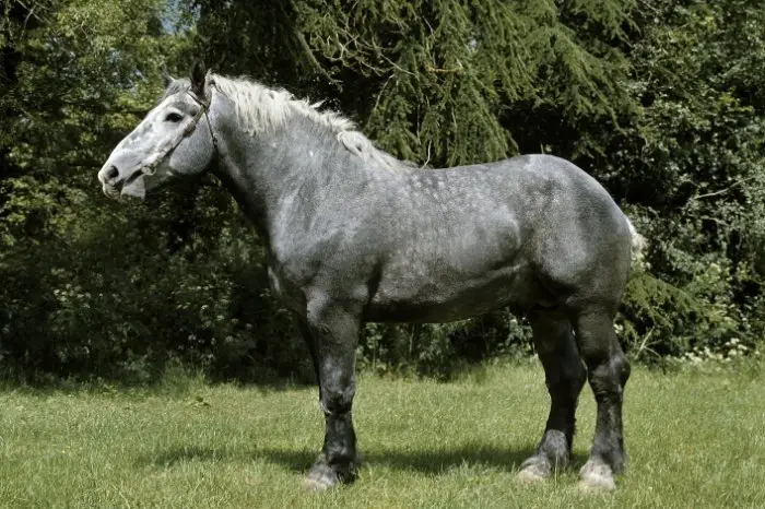 What Is The Average Percheron Horse Height