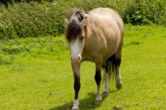 Why Are Some Horses Fatter Than Others
