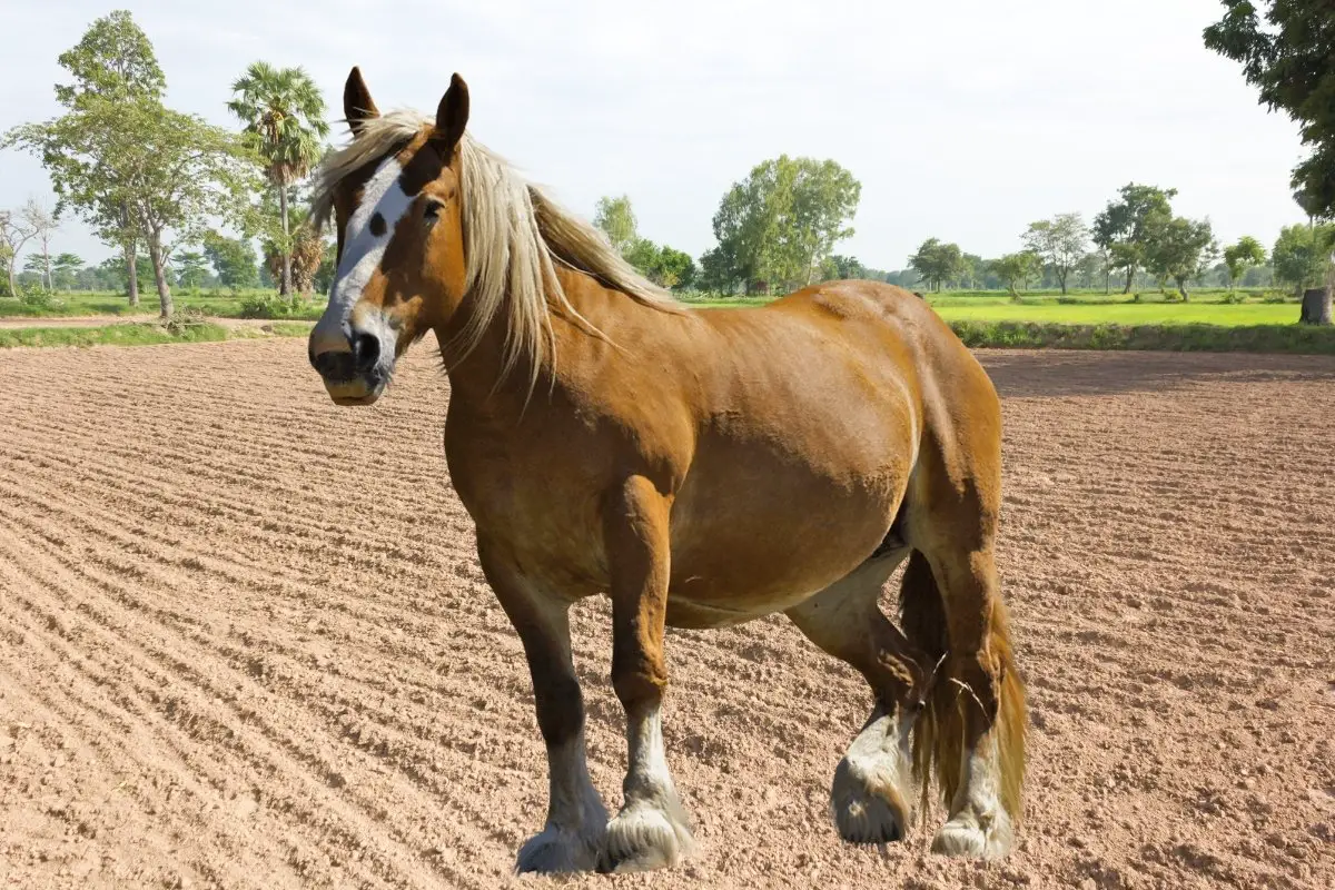 Worlds Fattest Horse – Facts And Figures Revealed!