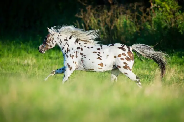 Appaloosa - Other Horse Faster Than A Quarter Horse