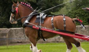 Clydesdale Horse Height - Fun And Amazing Facts!