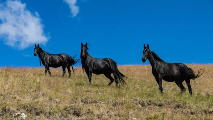 black horse breed