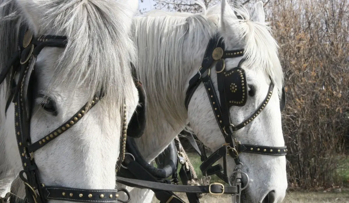 Draft Horse Height – Breed Comparison