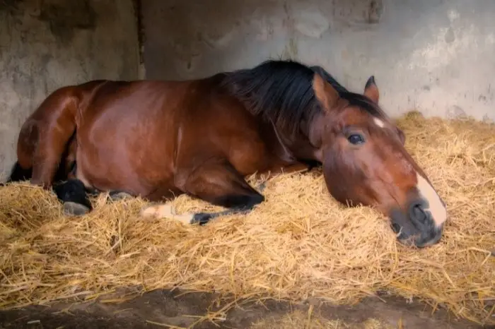 Horse Lying Down On Side – Is It A Problem