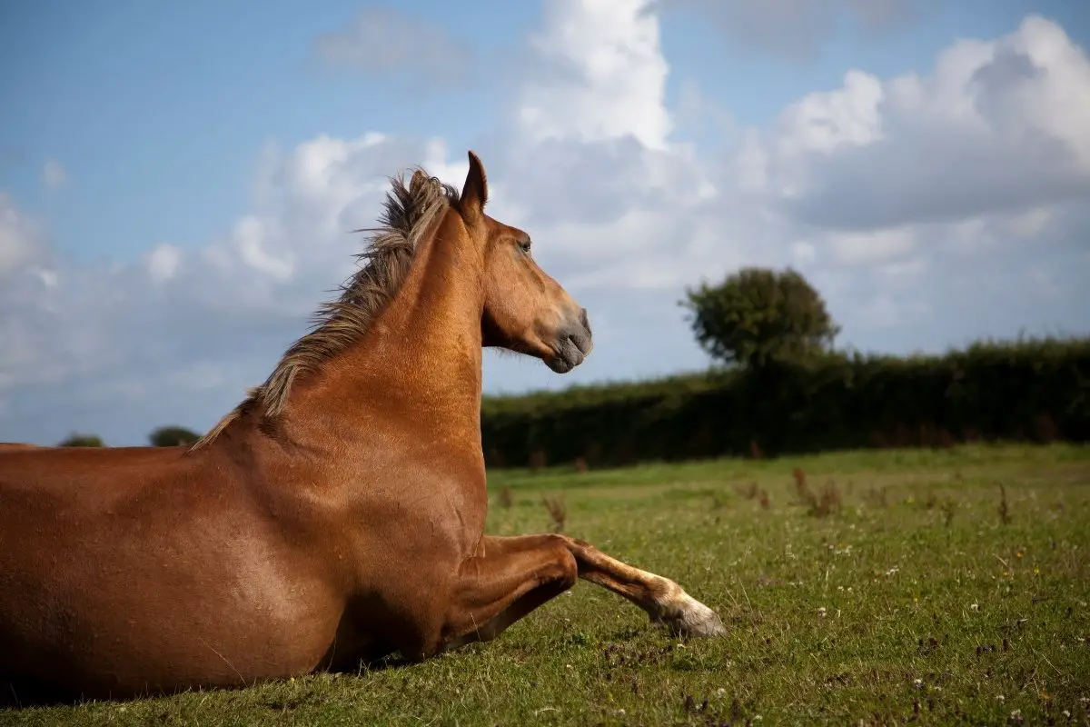 Horse Lying Down On Side – What Does It Mean