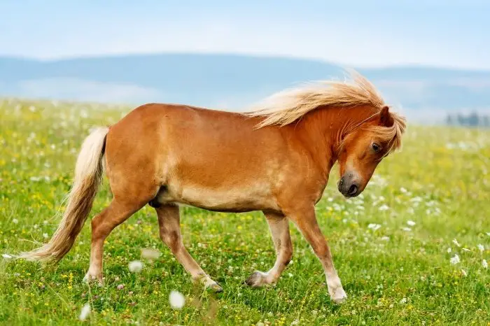 Introducing Small Pony Breeds