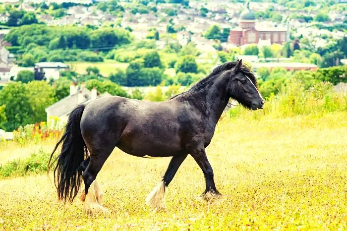 Large Black Horse Breeds - Dales Pony