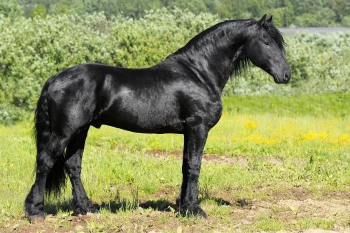 Large Black Horse Breeds - Friesian