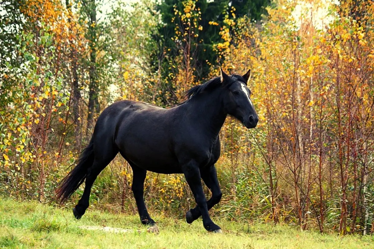 large black horse breed