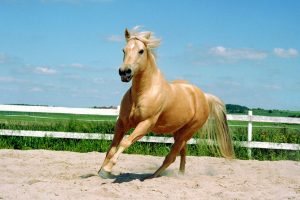 Quarter Horse Top Speed – How Fast Can They Go