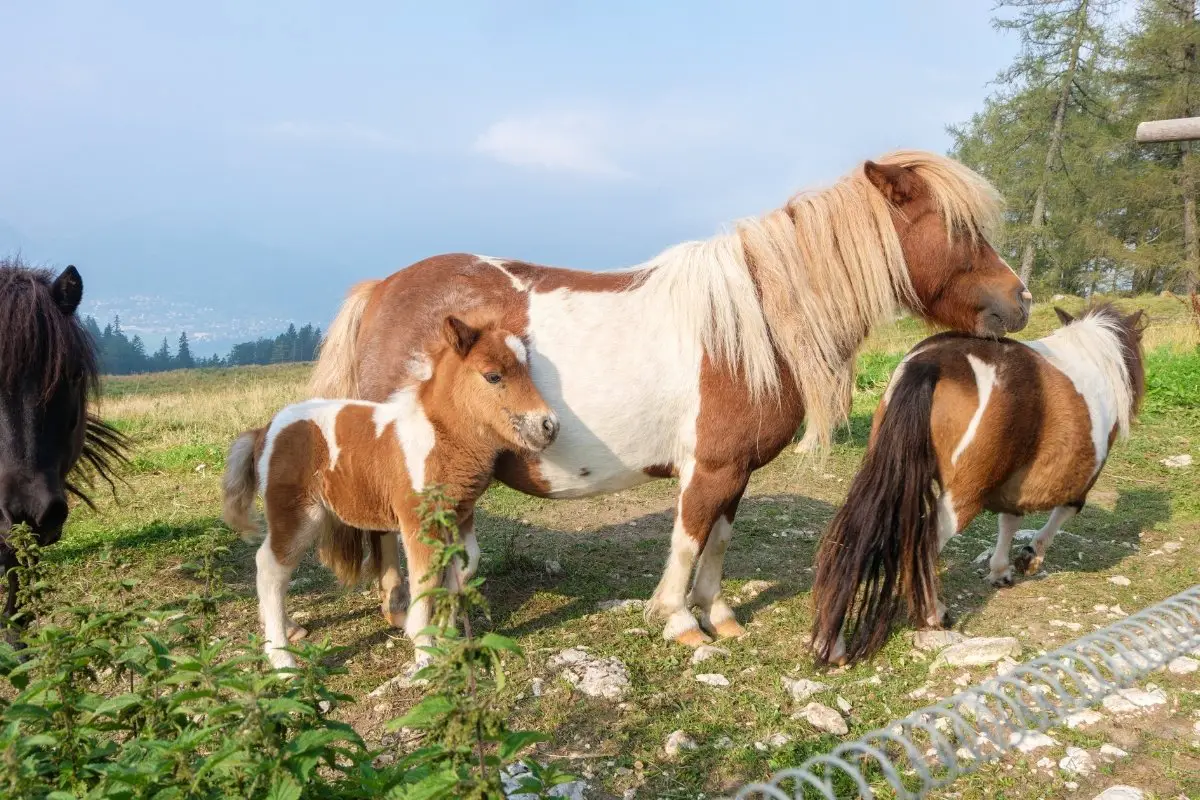 Smallest Pony Breed List – Fun & Furry Mini Equines!