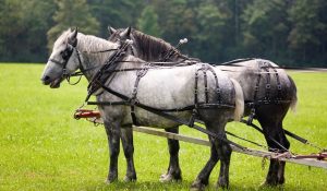 Tallest Percheron Horse In The World Revealed