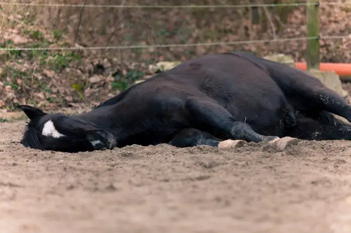 When Is A Horse Lying On Side A Bad Thing