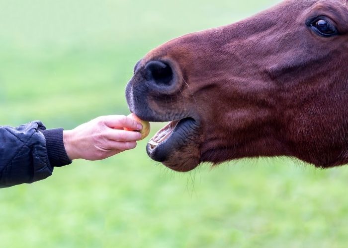  horses eat apples