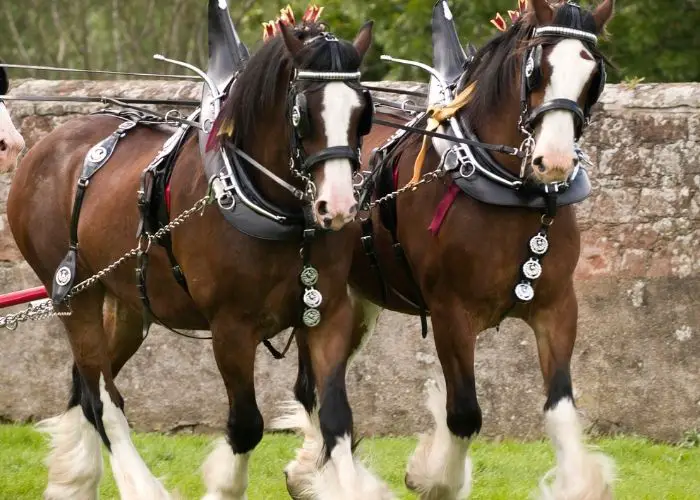  how tall are clydesdale horses