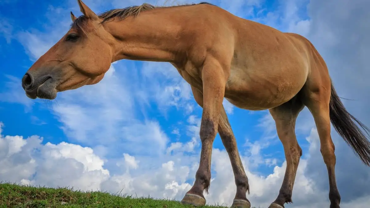 15 Main Parts Of A Horse Explained