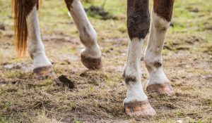 Home Remedies For Thrush In Horses Hooves