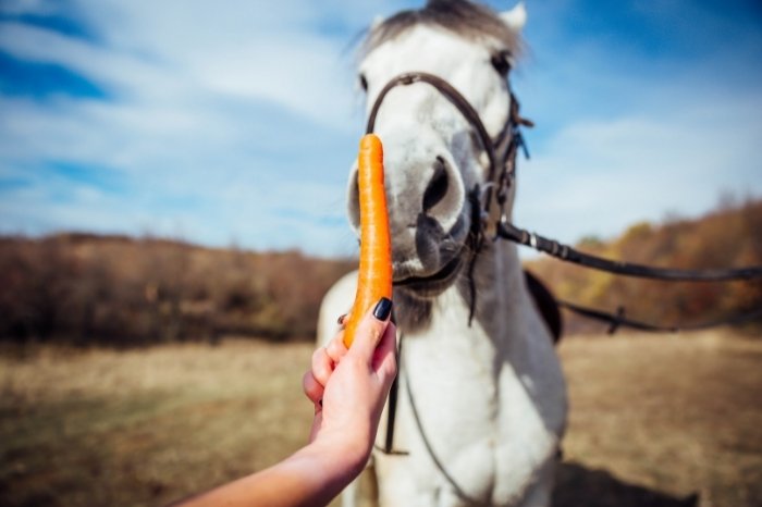 Horses Like Carrots