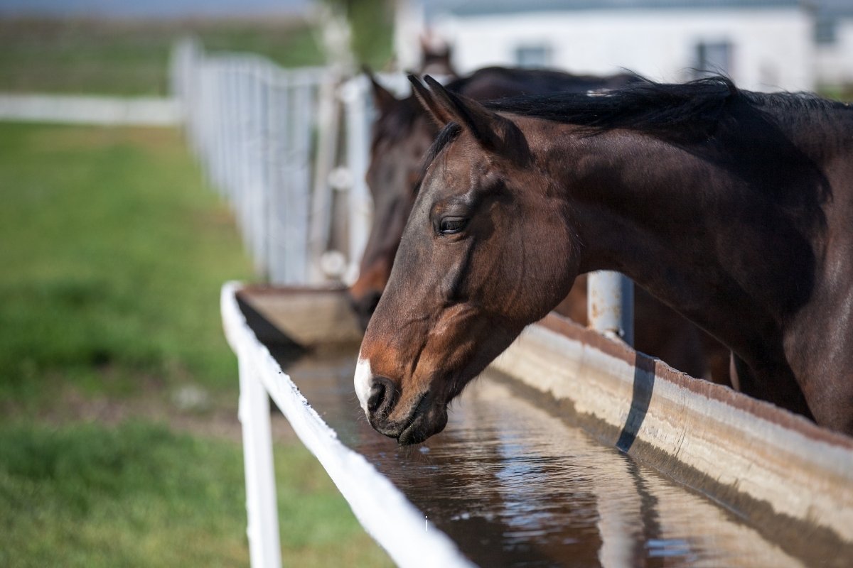 how long can a horse go without water
